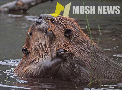 Beavers kissing