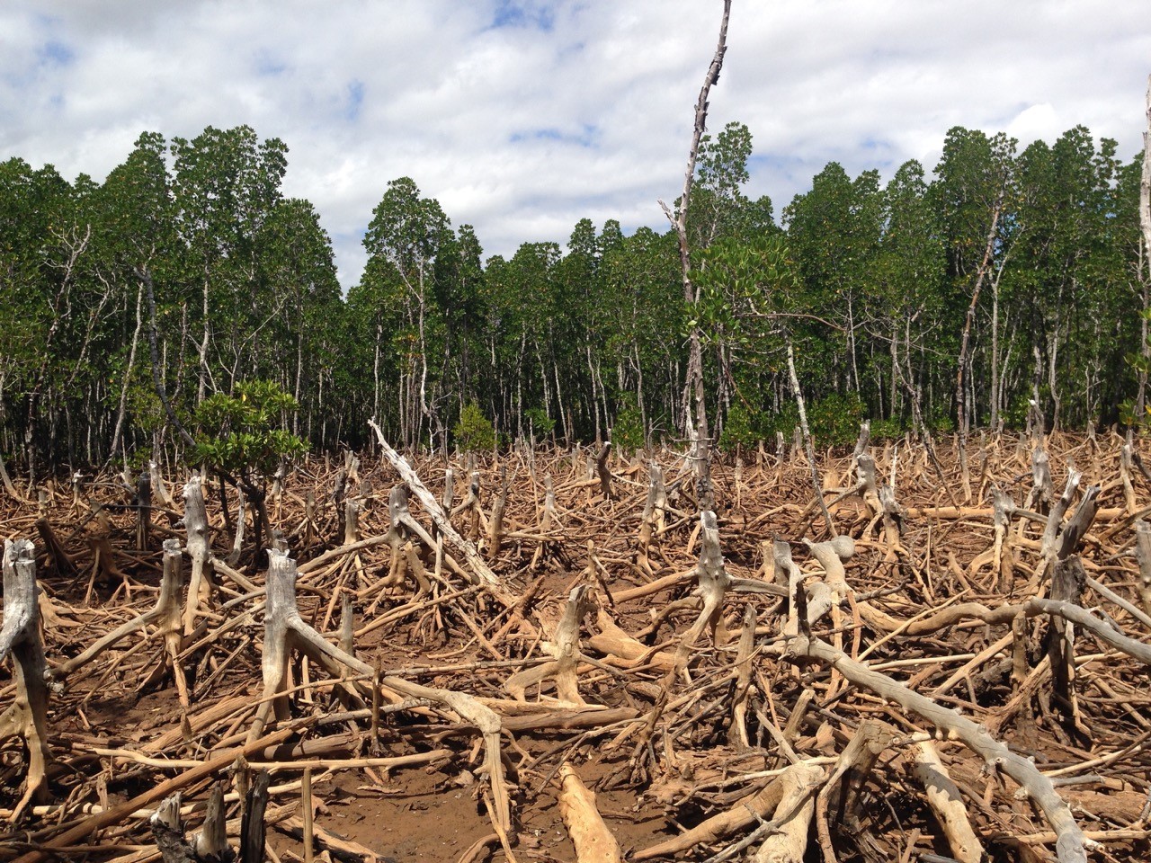 Deforestation is recognised as a big environmental problem