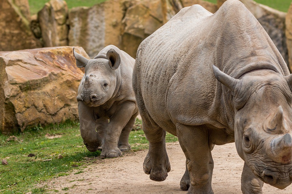 Wildlife is important to ClientEarth as well